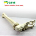 TF06 (12317) Ossos Sintéticos - Esqueleto do Membro Inferior (Direito ou Esquerdo), SWABone Models / Tibia + Fibula + Foot Skeleton